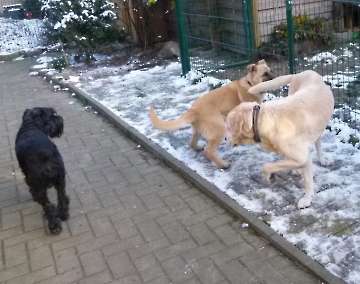 Hunde_56