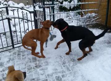 hunde_58