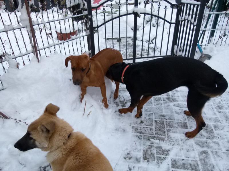hunde_59