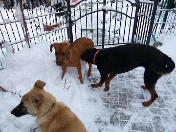 hunde_59