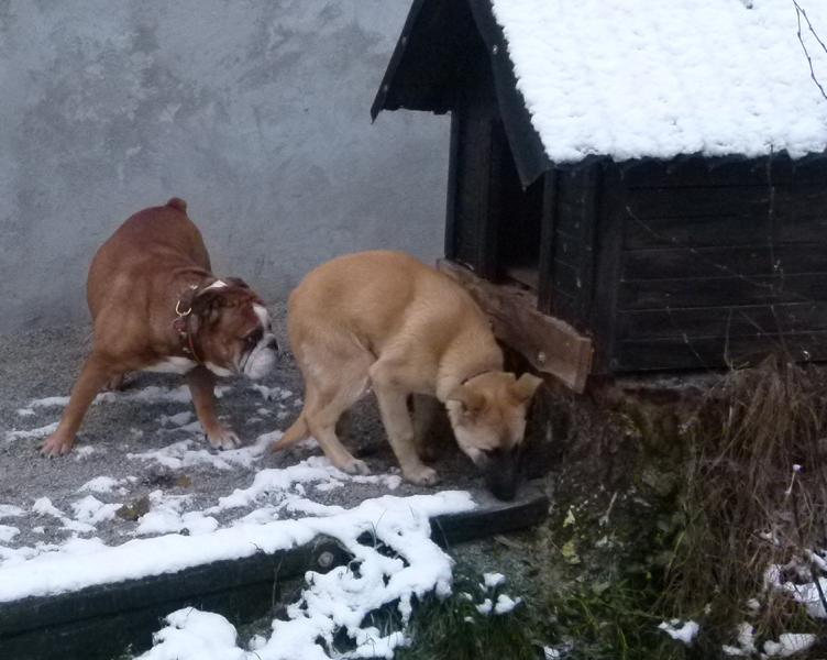 Hunde_6