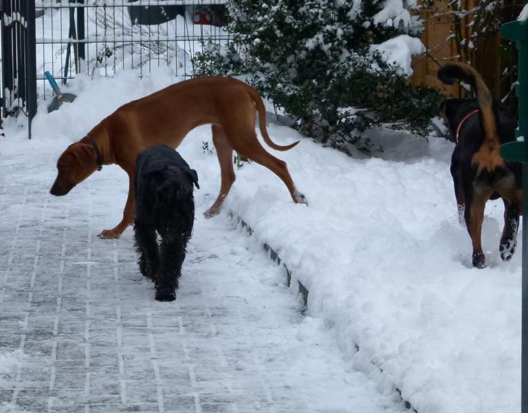 hunde_64