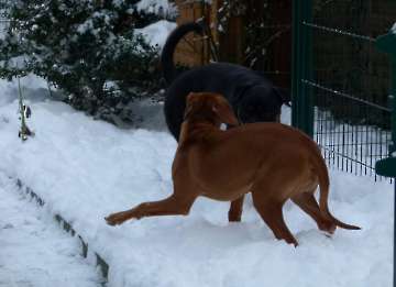 hunde_68