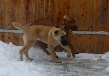 hunde_7