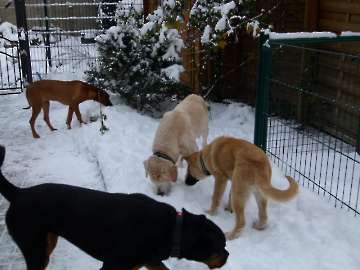hunde_76
