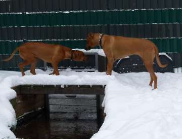hunde_79