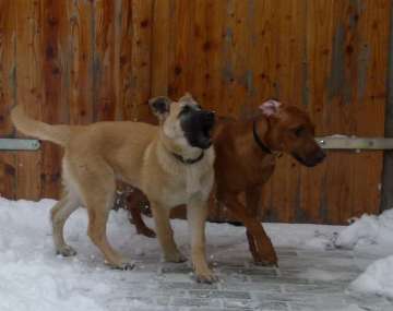 hunde_8