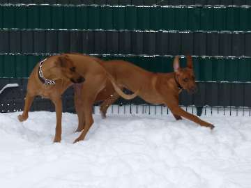 hunde_81