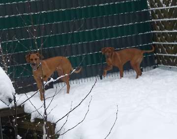 hunde_91