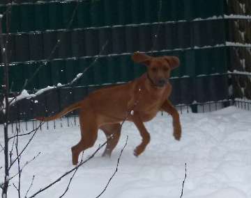 hunde_92