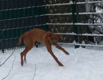 hunde_93