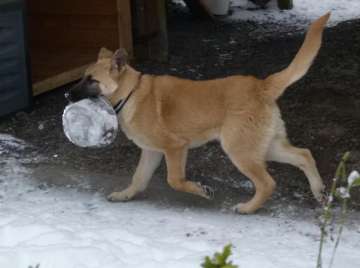 hunde_99