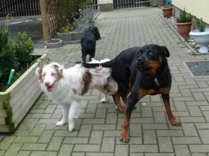 Hundepension_12